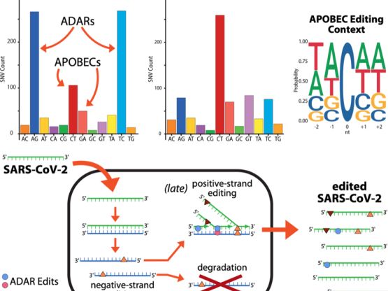Grafico sulle mutazioni dovute agli ADAR e agli APOBEC