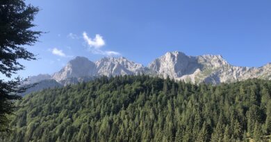 Foresta, Montagna