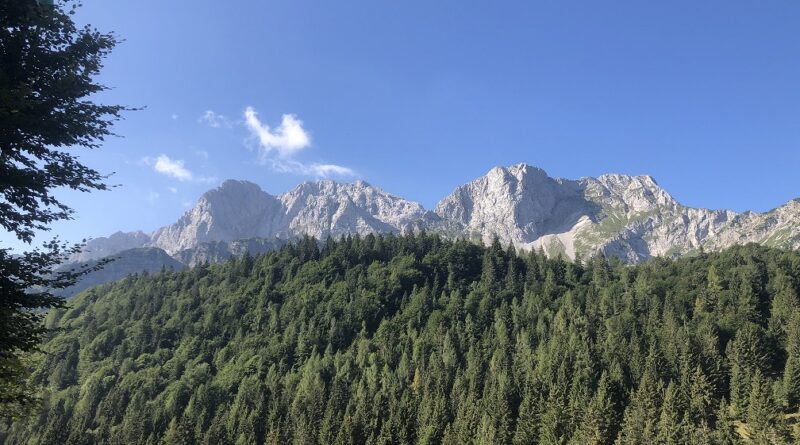 Foresta, Montagna
