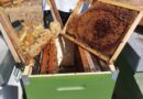 Danni apicoltura Sud Sardegna