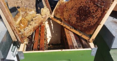 Danni apicoltura Sud Sardegna