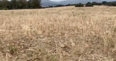 Agricoltura, foto Coldiretti